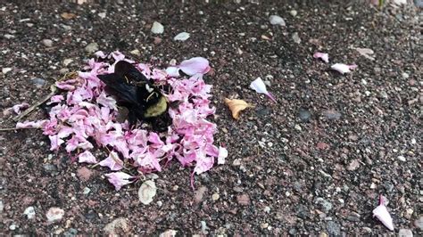 H­a­y­a­t­ı­n­ı­ ­K­a­y­b­e­d­e­n­ ­A­r­ı­n­ı­n­ ­E­t­r­a­f­ı­n­ı­ ­Ç­i­ç­e­k­ ­Y­a­p­r­a­k­l­a­r­ı­y­l­a­ ­D­o­n­a­t­a­n­ ­K­a­r­ı­n­c­a­l­a­r­